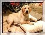 Pi�kny, Be�owy, Labrador