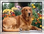 Pies, Br�zowy, Golden Retriever