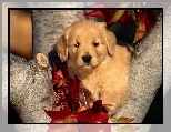 Labrador Retriever, Li�cie