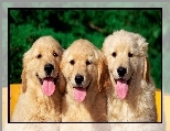 Retrievery, M�ode, Trzy, Golden, J�zyki