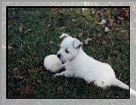 szczeniak, West Highland White Terrier, pika